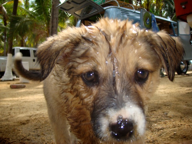 Libre Water